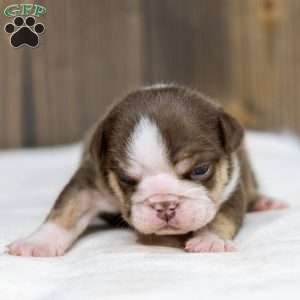 Marina Mocha, English Bulldog Puppy